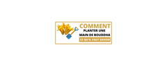 Comment planter une main de bouddha ? Ce qu’il faut savoir
