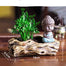 Buddha Flower Pot <br> Tree Trunk